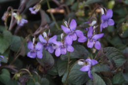 Viola labradorica Labradorviooltje bestellen